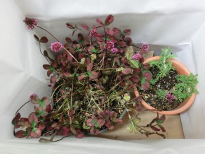 CIMG0987