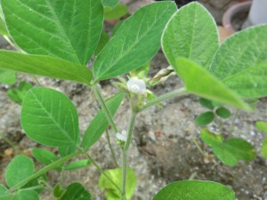 CIMG1245